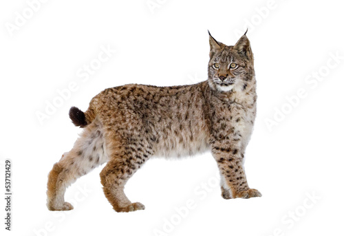 Lynx isolated on transparent background. Young Eurasian lynx, Lynx lynx, walks in forest having snowflakes on fur. Beautiful wild cat in nature. Cute animal with spotted orange fur. Beast of prey.