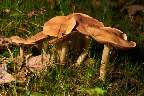 The Common Rustgill (Gymnopilus penetrans) is an inedible mushroom