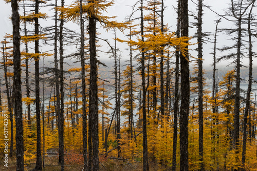 Autumn forest landscape. Trunks of larch trees. Yellow autumn needles. Larch forest on the coast of the sea bay. Overcast weather. Traveling and hiking in northern nature. Walks in the forest.