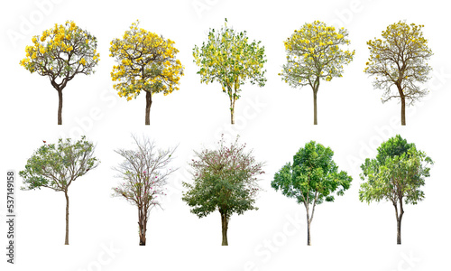 Collection Trees and bonsai green leaves. total 10 trees. The Ratchaphruek tree is blooming bright yellow. (png)