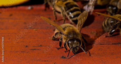 Pszczoła szykująca się na wylot z ula . Wyprawa po pyłek i nektar . Jesienne pszczoły . wytwarzanie miodu .