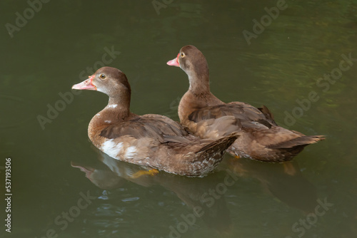The hardhead duck ,Aythya australisis a chocolate brown diving duck with white rump and large white panels in the wings and male has white eyes while female is slightly paler with dusky eyes
