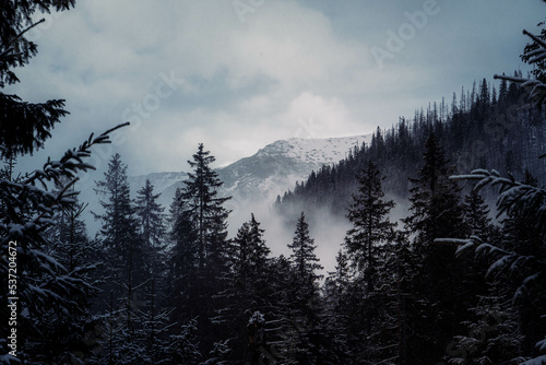 Moody dark image of pine tree forest in the foreground and high mountain ranges in the background during a cloudy and foggy winter afternoon at Morskie Oko, Poland.