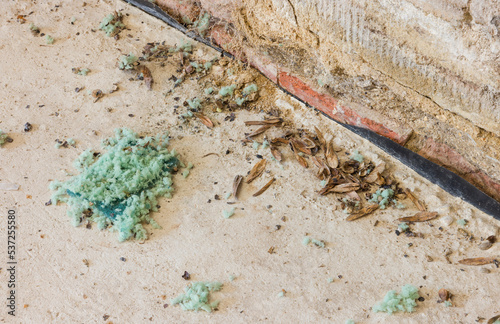 Mouse droppings and eaten seeds on a garage floor, UK