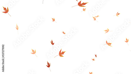 Falling isolated autumn colored maple leaves