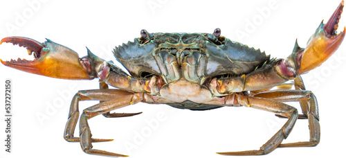 Scylla serrata. Mud crab isolated on transparent background. Raw materials for seafood restaurant concept. Live giant mud crab with big claw. Alive mud crab. Crustacean shellfish food allergen concept