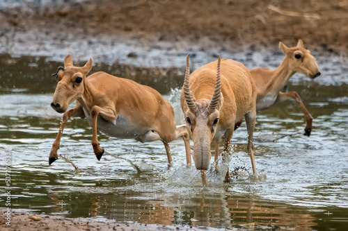 A herd of saigas gallops at a watering place