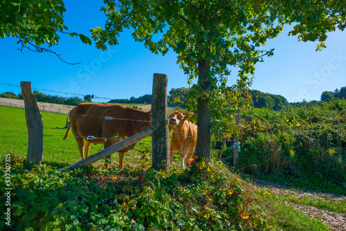 Cows in a green hilly meadow under a blue sky in sunlight in autumn, Voeren, Limburg, Belgium, October, 2022