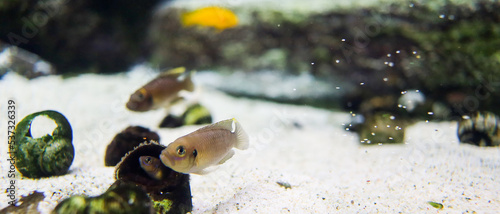 Lamprologus ocellatus fish and its reflection
