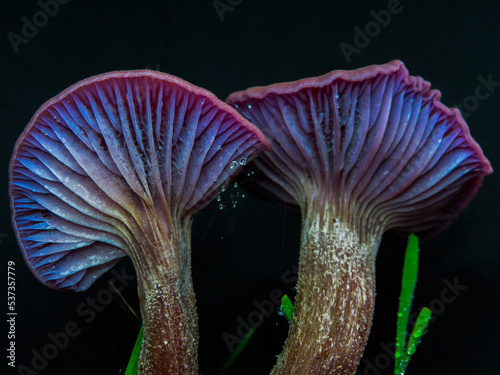 Laccaria amethystina - Amethyst Deceiver