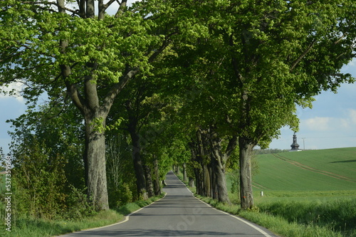 stromy popri ceste