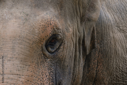 象の目をクローズアップ撮影。長いまつ毛と優しい眼差し。神戸王子動物園で撮影