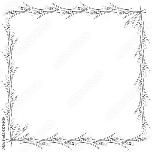 Square frame made of contour wheat or rye ears. Vector autumn border, backdrop hand drawn in Doodle style, black outline isolated on white background
