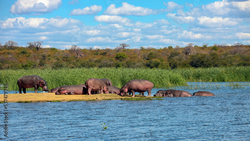 Wild African hippos rest and sleep during the day on safe river island.