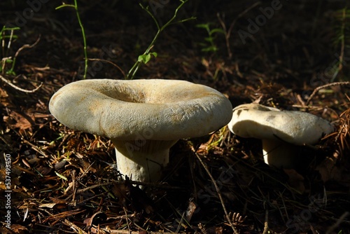 Tworzący duże, z wiekiem coraz bardziej wklęsłe kapelusze grzyb mleczaj chrząstka (Lactarius vellereus)