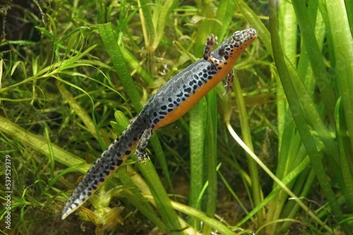 Lateral closeup of an aquatic female Greek alpine salamander, Ichthyosaura alpestris veluchiensis
