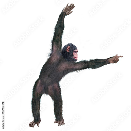 chimpanzé, attitude, mouvement, gesticule, singe, expression, mammifère, jardin zoologique, illustration, animal, fourrure, bonobo, nature, sauvage, faune, drôle
