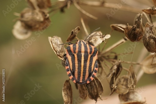 Detailed closeup on an Italian red stripd shieldbug sitting on dried vegetation