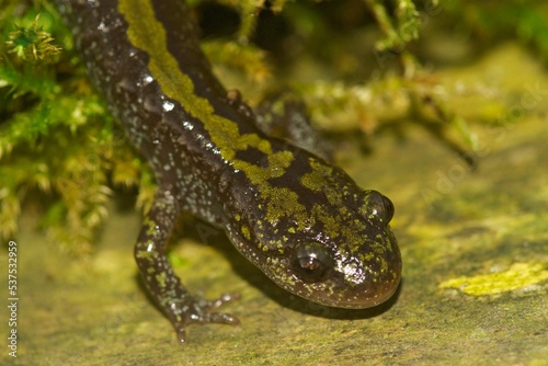 Closeup on a colorful Pacific Westcoast green longtoed salamande