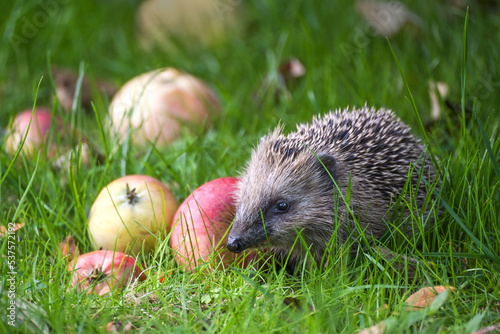 Hedgehog (Erinaceus europaeus) in the green grass on a meadow with fallen apples in autumn, natural gardening for wildlife protection concept, copy space