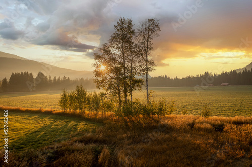 Aspen Trees During a Dramatic Sunrise. Seen in the historic Methow Valley with some fog and warm back light.