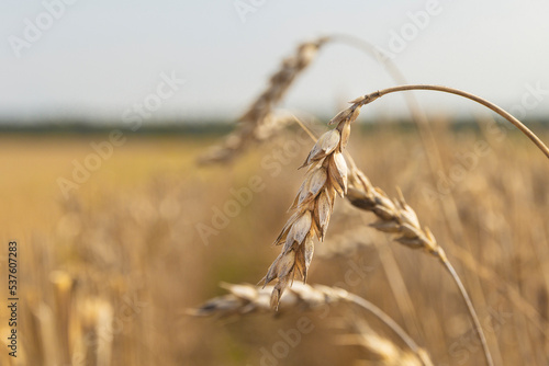 Drought on cereal fields. Dried wheat fields.Wheat bad harvest