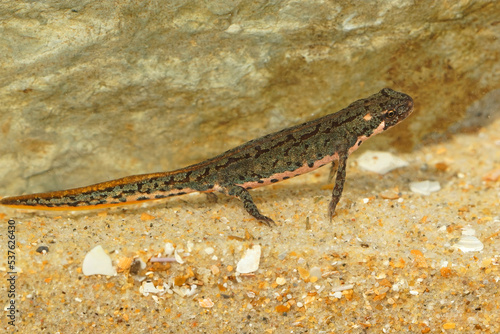 Closeup on a juvenile of the threatened Bosca newt, Lissotrito boscai from Portugal