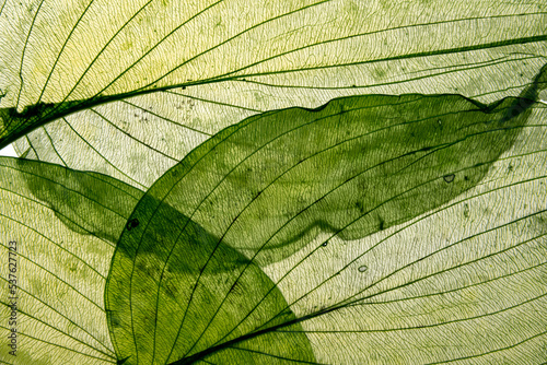 macro texture of autumnal dried leaves