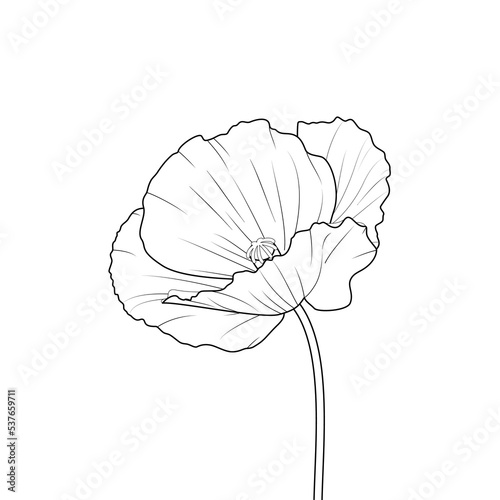 Mak - piękny rozwinięty kwiat. Ręcznie rysowany dziki kwiat. Botaniczna ilustracja wektorowa.