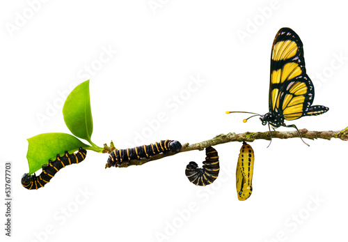 evolution metamorphosis caterpillar to butterfly on leaf isolated on transparent background