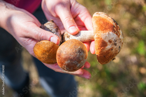 Edible mushrooms in the hands on the background of the forest.