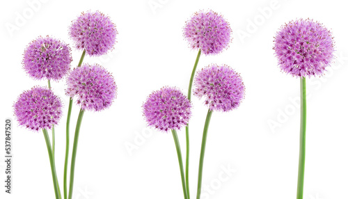 the flower of wild garlic isolated on white background.