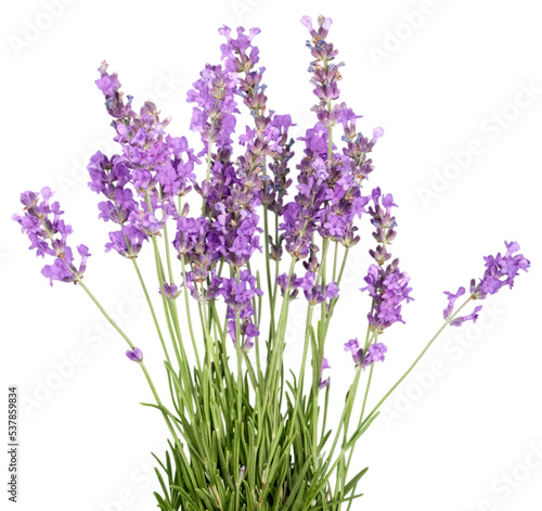Lavender, Lavender Coloured, Flower.