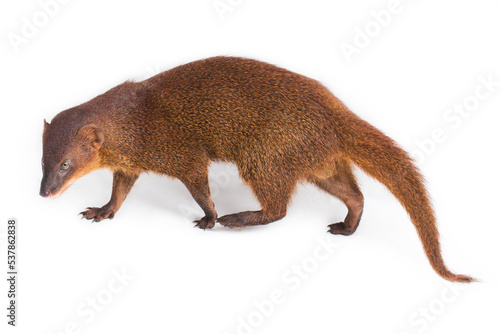 Javan Mongoose or Small asian mongoose Herpestes javanicus isolated on white background
