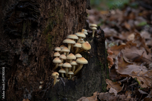 Close-up view of group of small Hypholoma capnoides mushrooms growing on dry tree stump in dark autumn forest. Selective focus. Beauty in nature theme.
