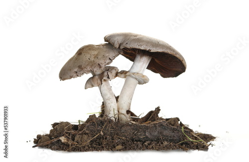 Wild mushroom (Agaricus bisporus) and dirt isolated on white 