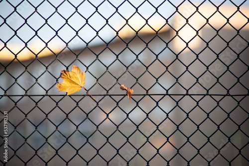 Autumn maple leaves in the metallic fence. Autumn sketch, leaves on the fence. Autumn, background. School