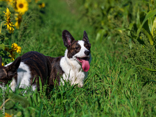 Corgi dog playing in a field of yellow sunflowers