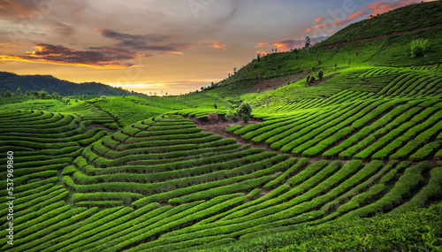 green tea plantations in sunset 