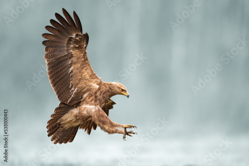 Birds of prey - Lesser Spotted Eagle Aquila pomarina , hunting time, flying bird