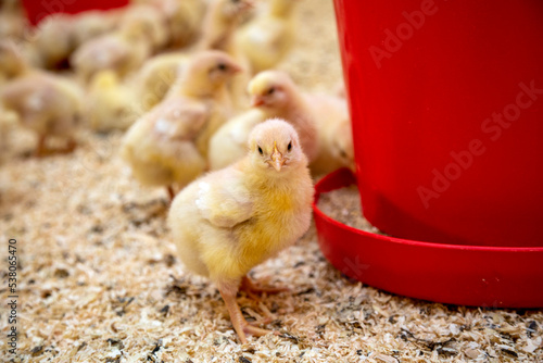 young yellow chicks industrial poultry breeding farm feeding time