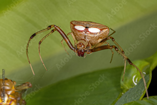 Small Female Pirate Spider