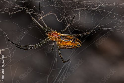 Small Basilica Orbweaver Spider