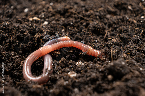 Big beautiful earthworm in the black soil, close-up.