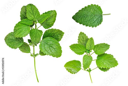Fresh melissa leaves collection isolated on white background, top view.
