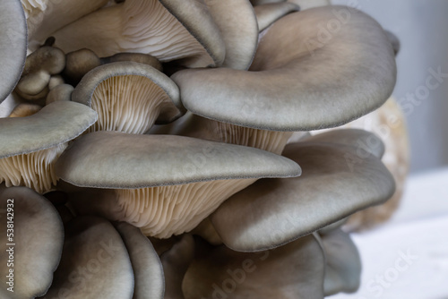 Closeup of king blue oyster mushrooms