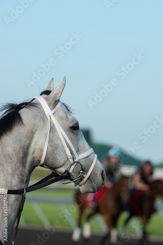 portrait of grey horse purebred thoroughbred at the race track with white racing track practice synthetic bridle with round ringed bit racing martingale english tack young grey thoroughbred race horse
