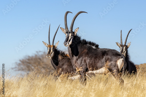 Sable antelope (Hippotragus niger), rare antelope with magnificent horns, South Africa