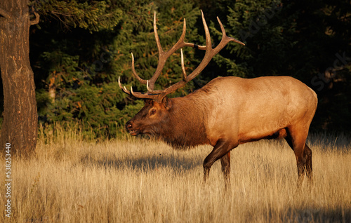 Bull elk in Banff National Park, Canada 