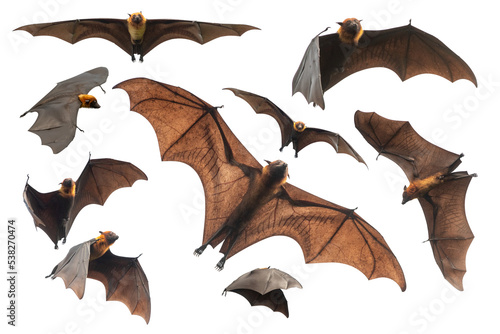 Bats flying isolated on white background, Lyle's flying fox (PNG)